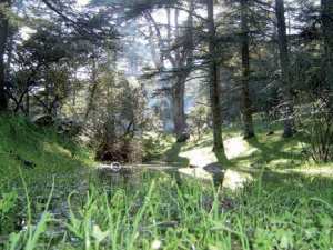 Théniat El Had (Tissemsilt) -  La forêt de cèdres en fête