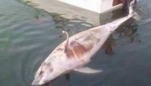 Randonnée dans les montagnes du Djurdjura, non loin d'Ath Ouabane