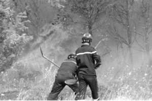 Tizi Ouzou - 113.000 oliviers détruits par les incendies