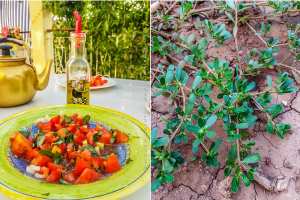 Plante au mille vertus : Le Pourpier