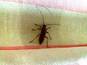 Drole d'insecte, qui peut nous dire c'est quoi?