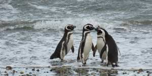 Planète - Chili: Le développement économique ne se fera pas au détriment de l’environnement