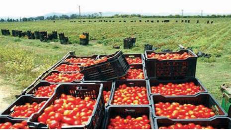 Tomate industrielle à Chlef:  De grosses quantités abandonnées sur les champs