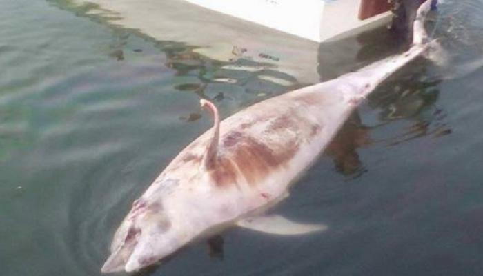 Randonnée dans les montagnes du Djurdjura, non loin d'Ath Ouabane