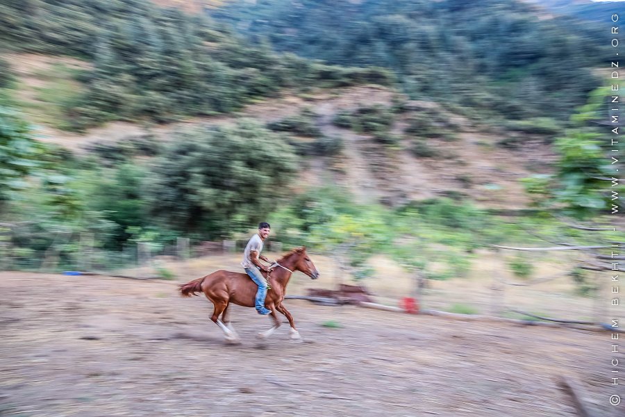 Zahir, un cavalier hors pair d'Ath Ouabane