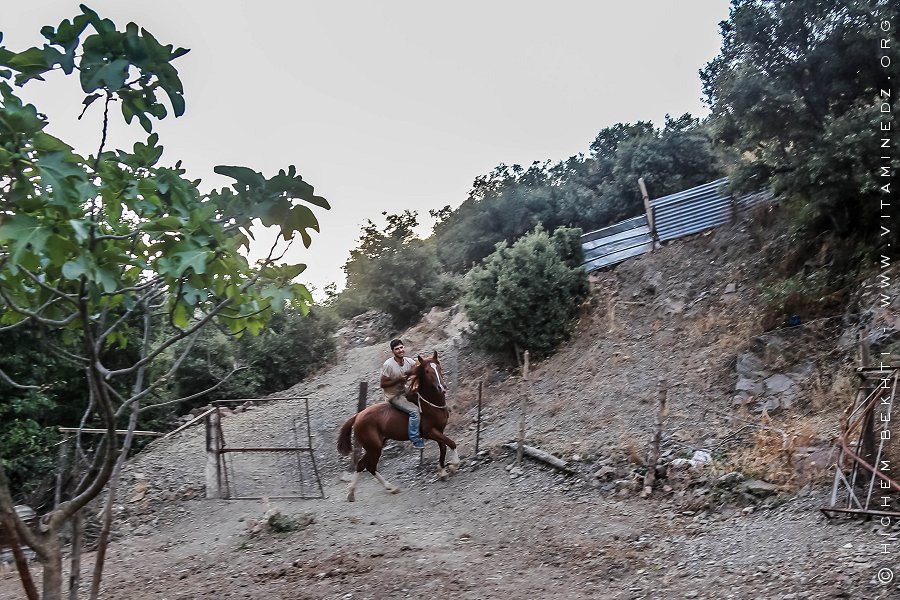 Zahir, un cavalier hors pair d'Ath Ouabane