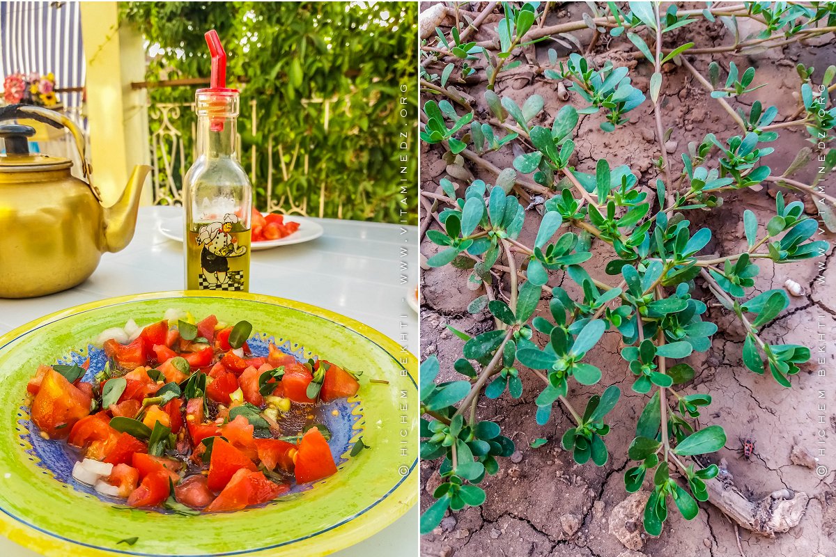 نبات الرجلة يحتوى على فوائد كثيرة هل تريد أن تعرفها