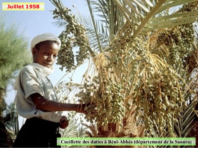Juillet 1958 Cueillette des dattes à Béni-Abbès (département de la Saoura)