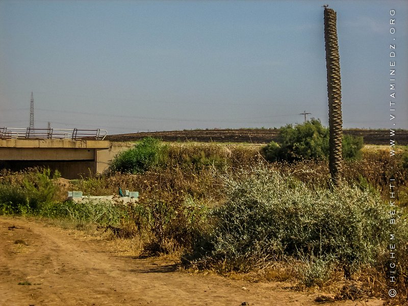 Oued El Maleh (Rio Salado), lieu supposé de la mort de Baba Arroudj