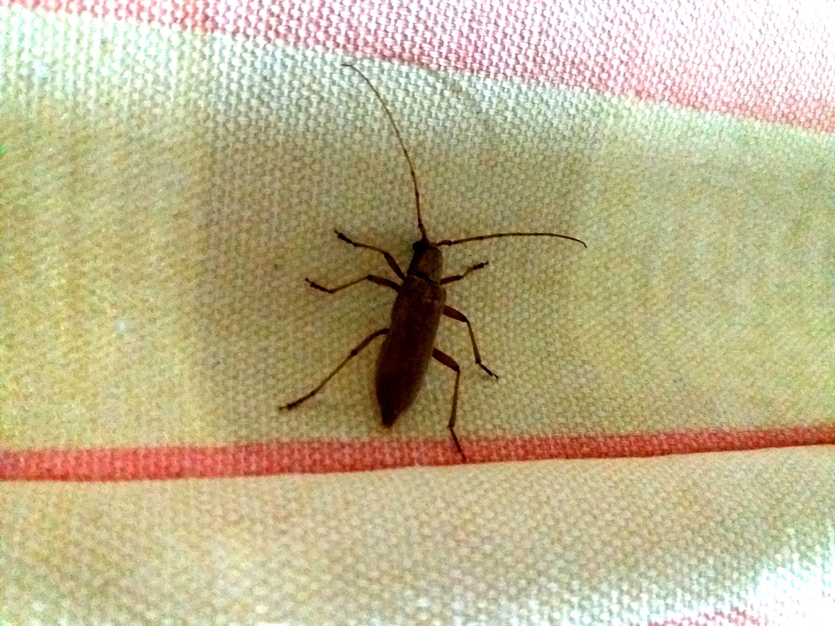 Drole d'insecte, qui peut nous dire c'est quoi?