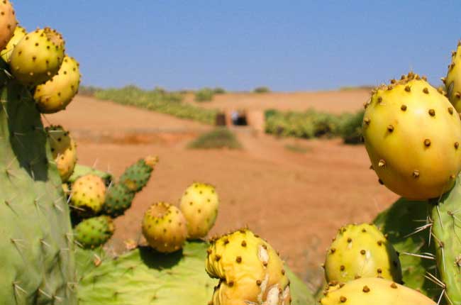 La figue de Barbarie en passe de devenir une filière agricole à part entière