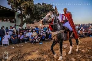 Cavalier au Mawssim du Saint Sidi Yahia Bensfia (Commune Sidi El Jillali - Tlemcen)