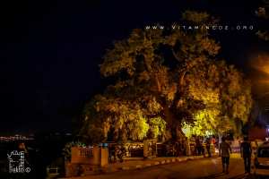 Arbre géant à Ain El Hout (La source des poissons) village médiéval de Tlemcen