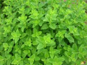 Calmer le stress avec la Mélisse