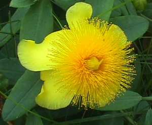 Soigner la dépression et ses effets par le Millepertuis