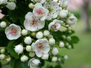 Réguler son émotivité avec l’Aubépine