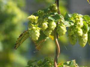 Se déstresser avec le Houblon