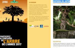 Planète - France: Un sophora du Japon, mais planté en Alsace, bien parti pour être élu arbre de l’année