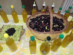 الزيتون الحبة المباركة