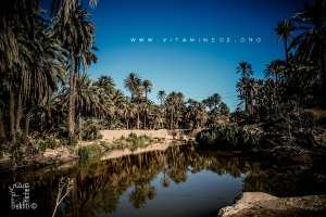 Oasis de Moghrar, palmeraie