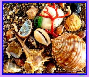 Coquillages