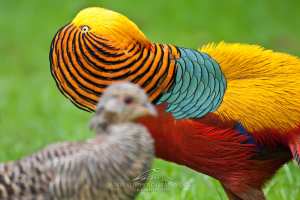 Golden Pheasant