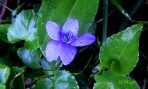 Violette sauvage - Viola sylvestris