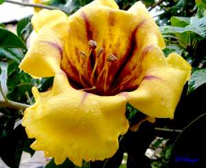 Fleur du Solandra grandiflora
