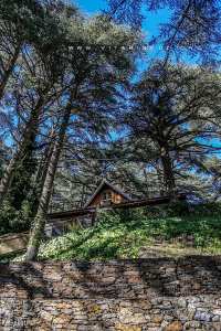 Le parc national de Chréa (en arabe : الحديقة الوطنية الشريعة) est un parc national d'Algérie situé à 50 km au sud d'Alger dans la wilaya de Blida.