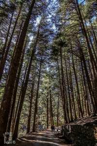 Chréa (en arabe : الشريعة , en tamazight de l'Atlas blidéen : Criɛeṯ, tifinagh : ⵛⵔⵉⵄⴻⵝ), est une commune de la wilaya de Blida en Algérie.