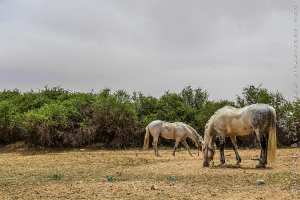 Cheval - Waada Sidi khlifa, El kheither 2017
