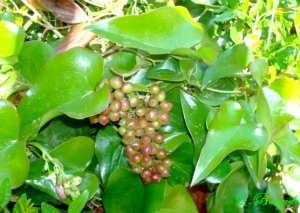 Salsepareille (Smilax sarsaparilla)