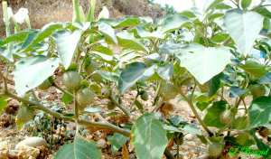 Datura stramonium