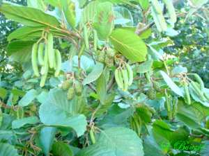 Aulne (Alnus glutinosa)