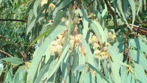 Eucalyptus globulus