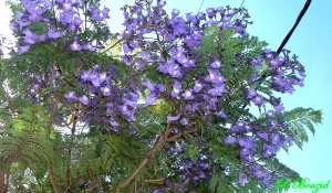 Jacaranda mimosifolia
