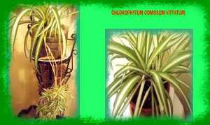 Chlorophytum comosum