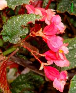 Fleurs de Bégonia