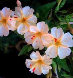 Fleurs de belle de nuit