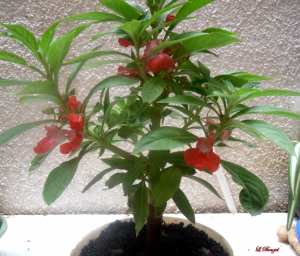 Plante a fleurs Balsamine des jardins