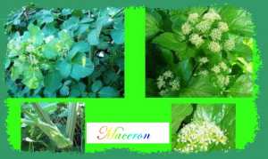Le maceron (Smyrnium olusatrum)