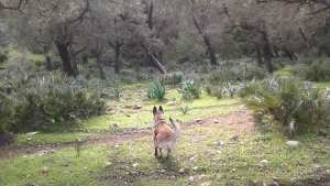 غابة العذراء