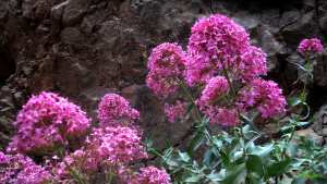 Fleurs de Centranthe rouge - Valériane rouge