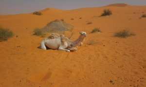 سفينة الصحراء