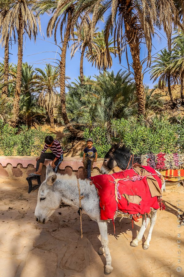 Enfants nomades venant s'alimenter en eau à Aïn Nkhila (Boussemghoun) à dos d'anes