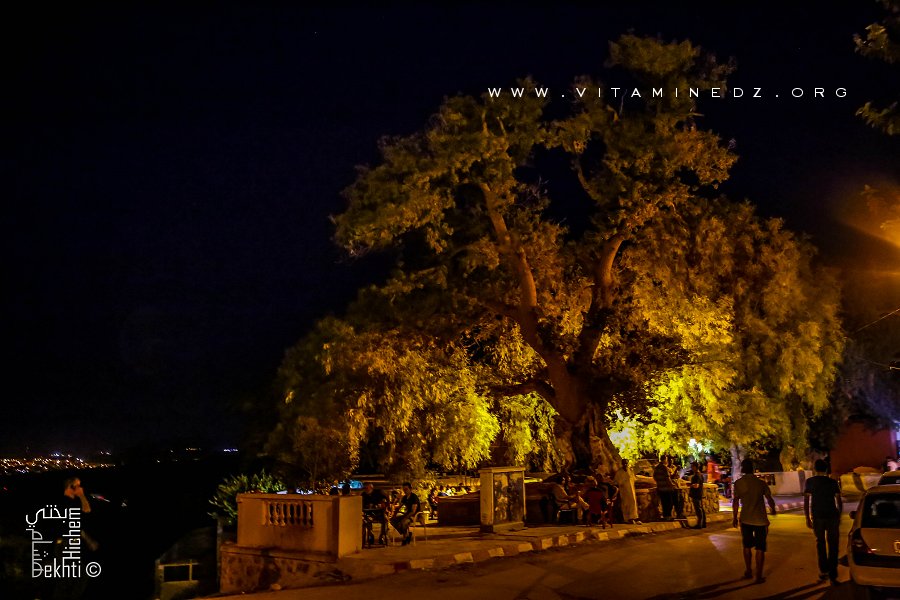 Arbre géant à Ain El Hout (La source des poissons) village médiéval de Tlemcen