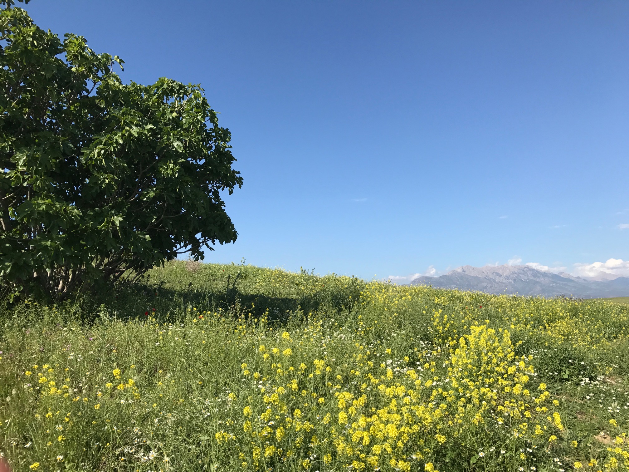A côté de l'autoroute Est-Ouest