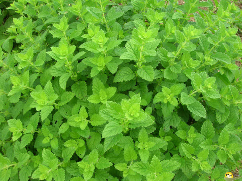 Calmer le stress avec la Mélisse