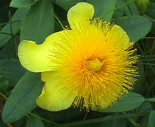 Soigner la dépression et ses effets par le Millepertuis