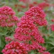 Soulager l’insomnie grâce à la Valériane